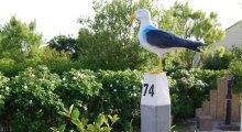 Strandslag Albatros 74 - im Garten