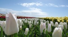 Blumenfelder in Groote Keeten