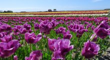 Blumenfelder im Frühjahr in Nordholland